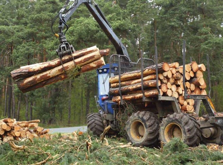 Intro to Timber: Supply Chain, Products, and Where to Source it